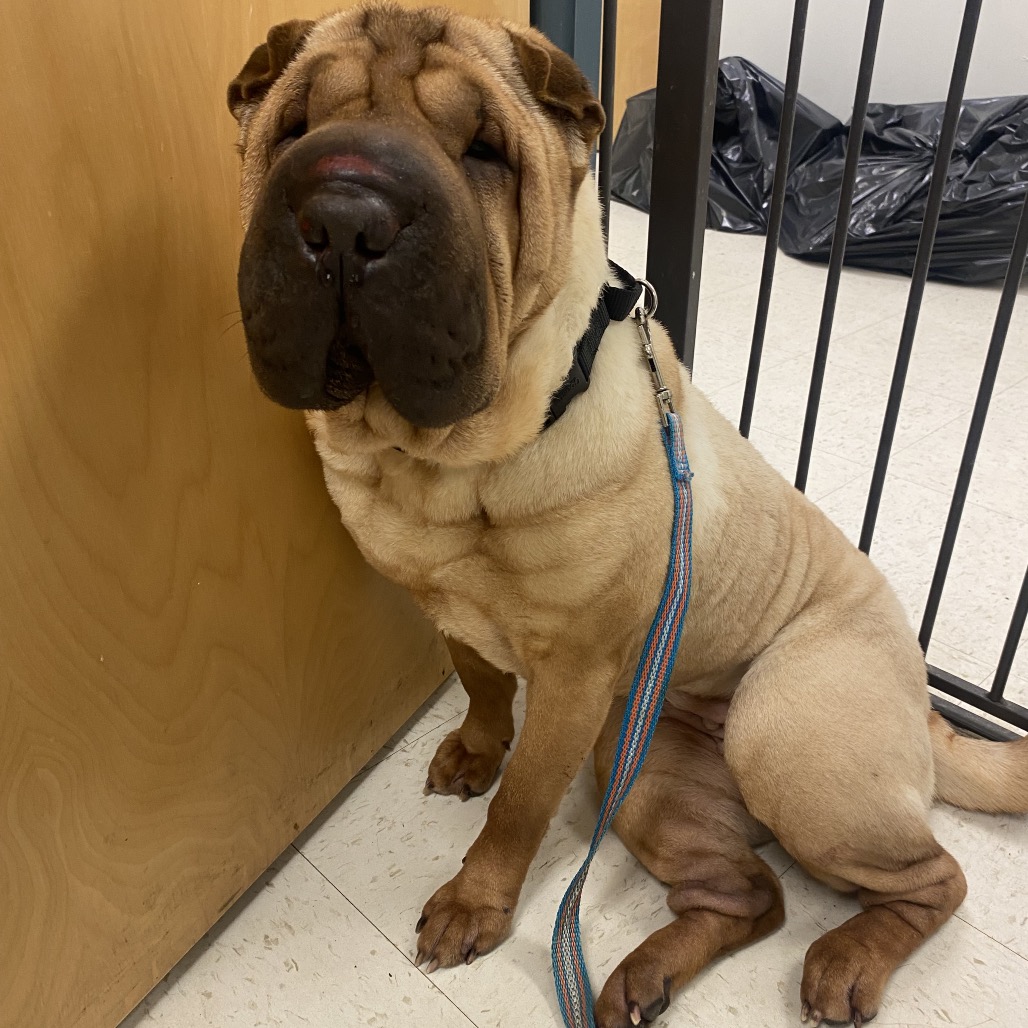 Sharnae Inu Sharnae is available for adoption at ACCT Philly