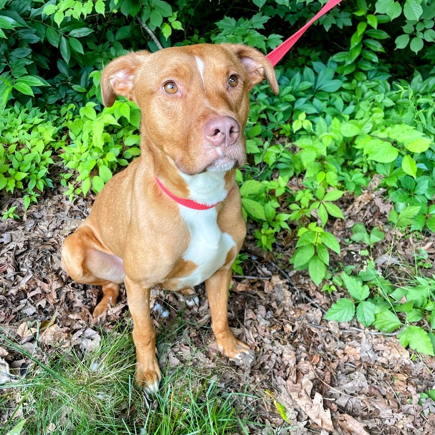 Archer — thumbnail 5