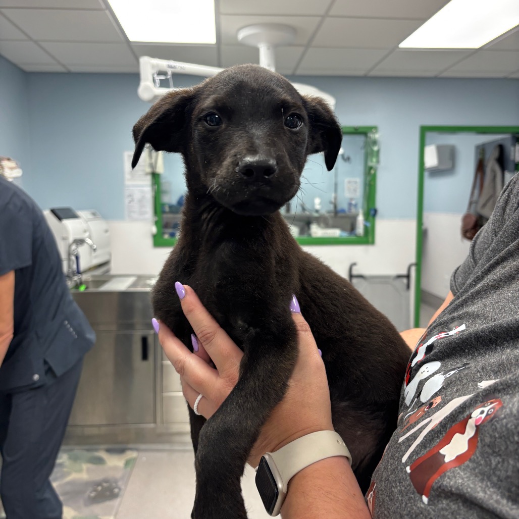 ASTEROID - Shepherd / Retriever, Labrador available for adoption