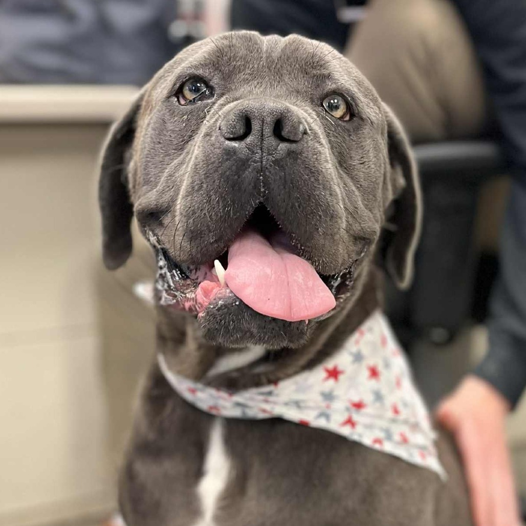 Adam — thumbnail 3