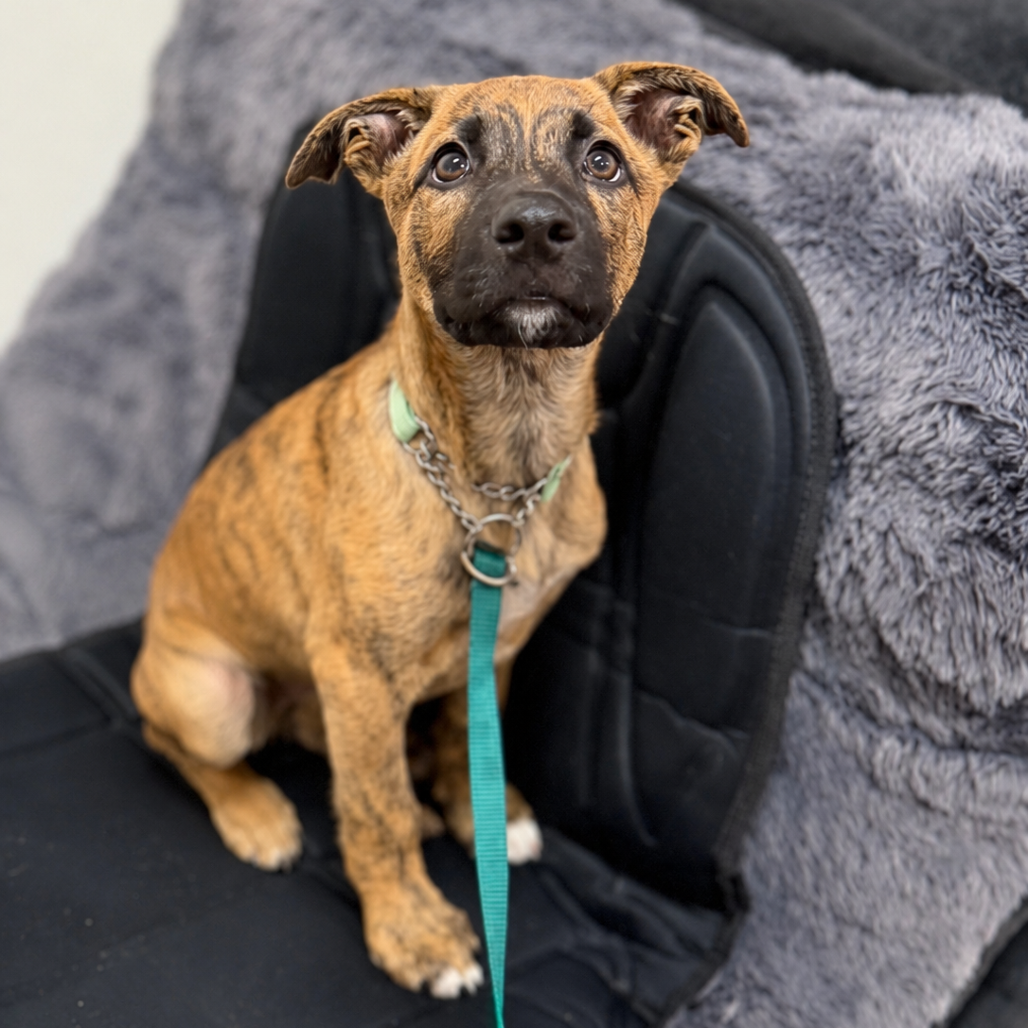 ABBY (IN FOSTER) - Shepherd, German / Terrier, American Pit Bull available for adoption