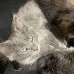 A#55d Louie's preview photo