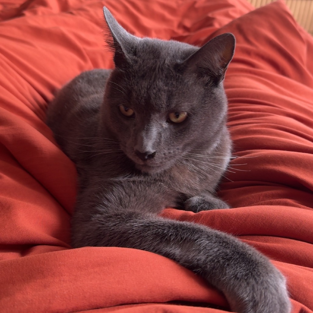 BACKYARD BOYFRIEND - Domestic Shorthair available for adoption