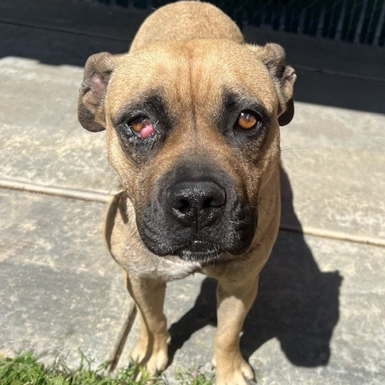 Kennel#8 Rose's preview photo