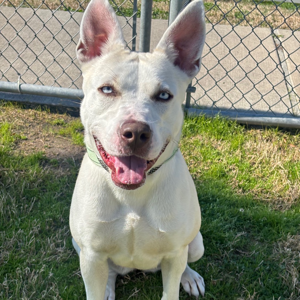 NOVA - Mixed Breed (Large) / Husky, Siberian available for adoption