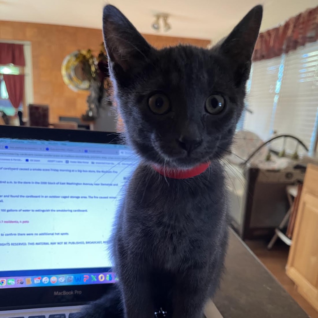 JACKSON - Domestic Shorthair available for adoption