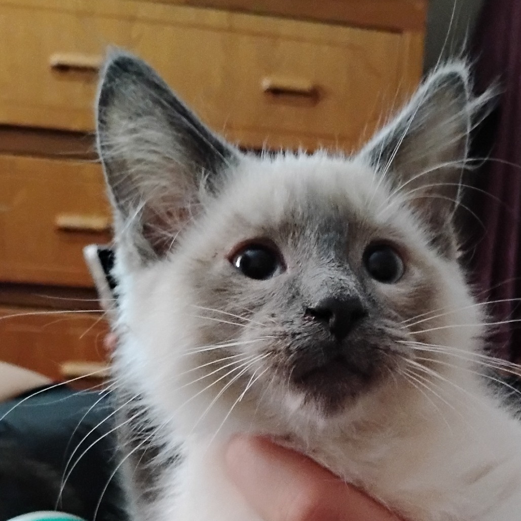 AMERICANO - Snowshoe available for adoption