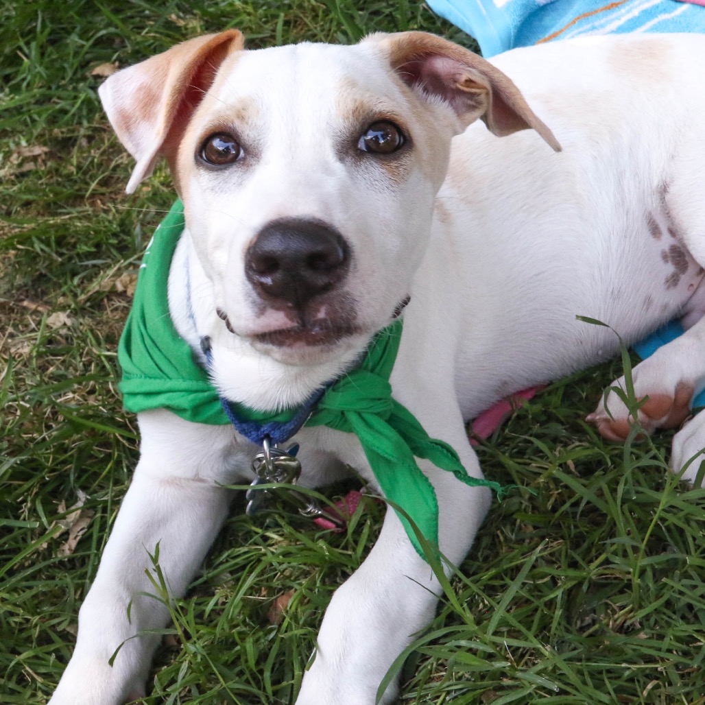 MR. HUCKLEBERRY - Retriever, Labrador / Mix available for adoption