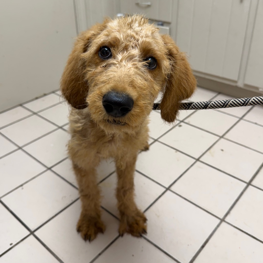  Photo of TUSC-Stray-83180