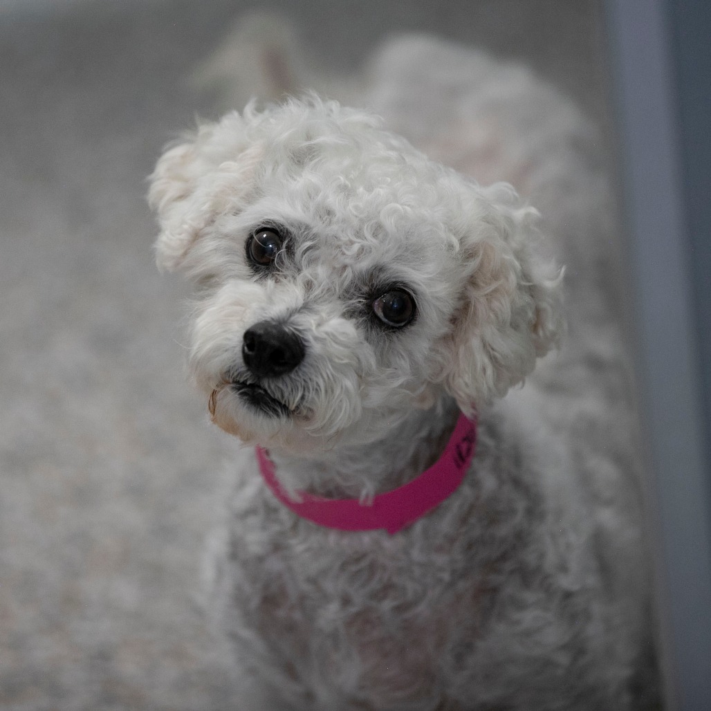 Tracey (AP26-67), photo 17