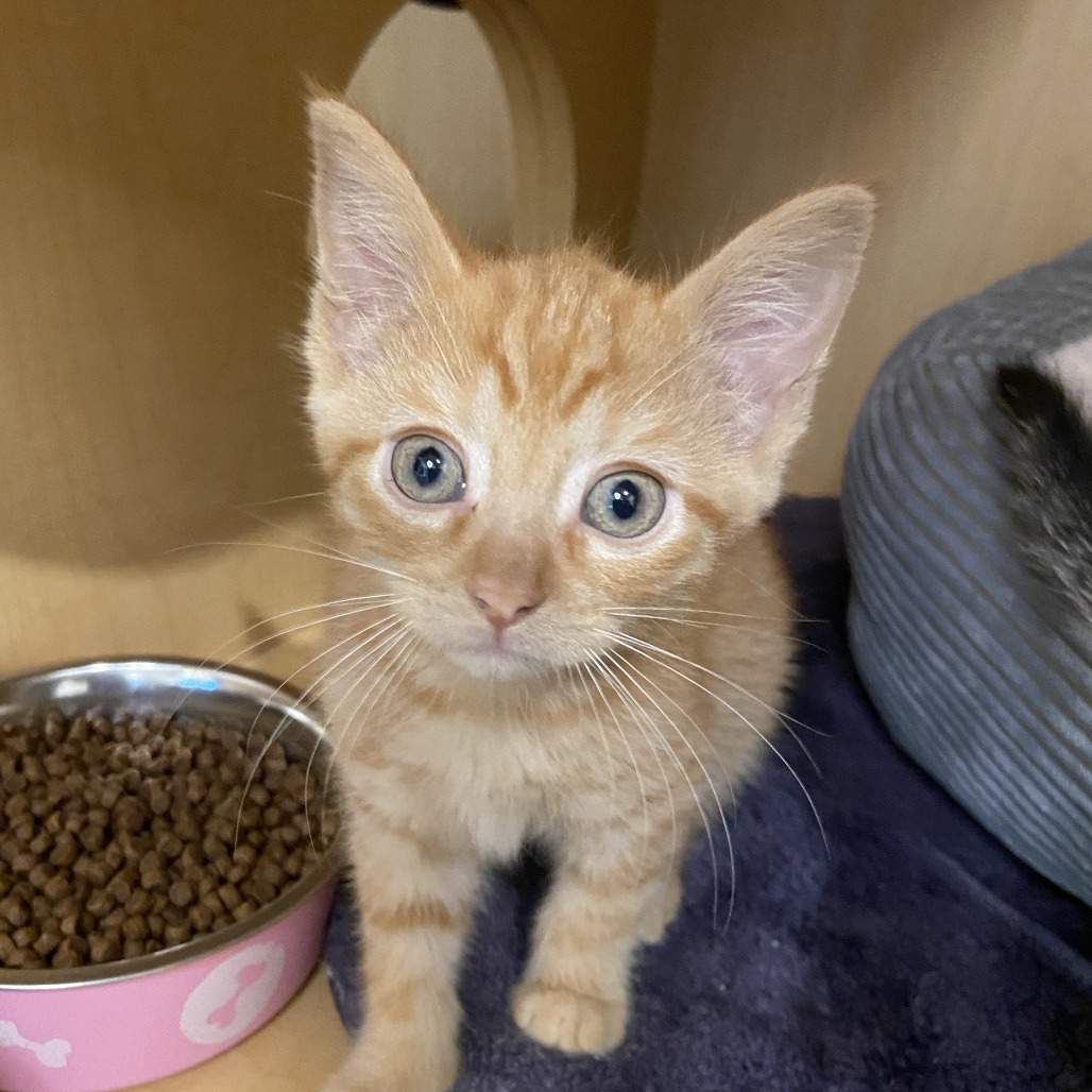 FRIED - Domestic Shorthair available for adoption