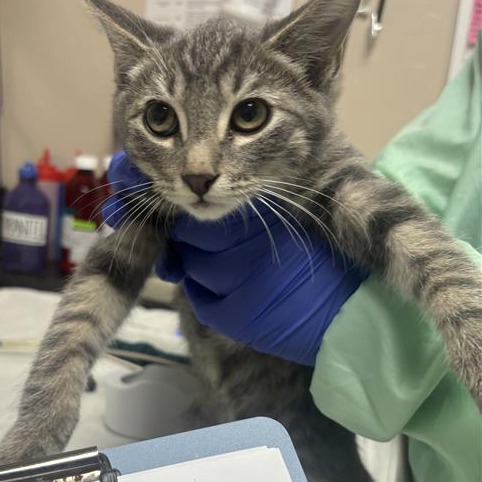 GENE WEEN - Domestic Shorthair available for adoption