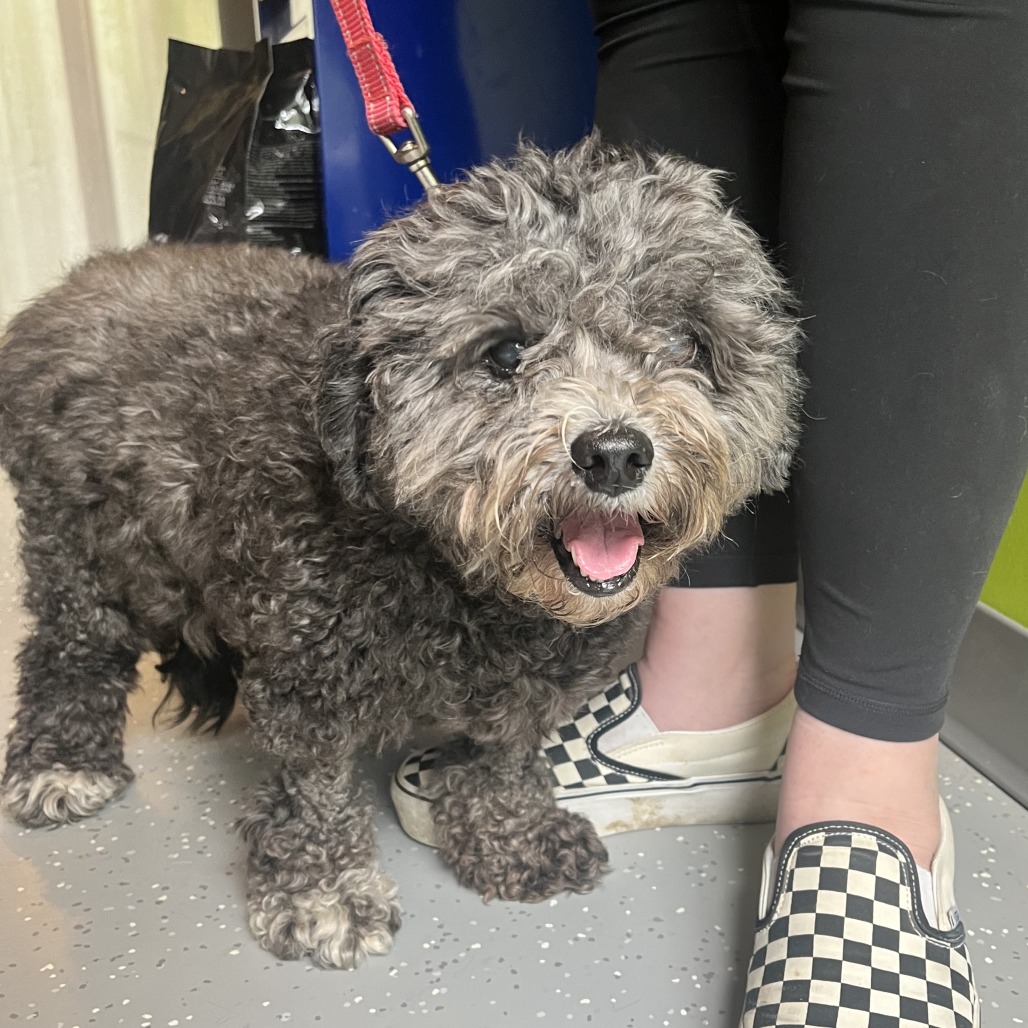 Canna Lily, adoptable senior dog