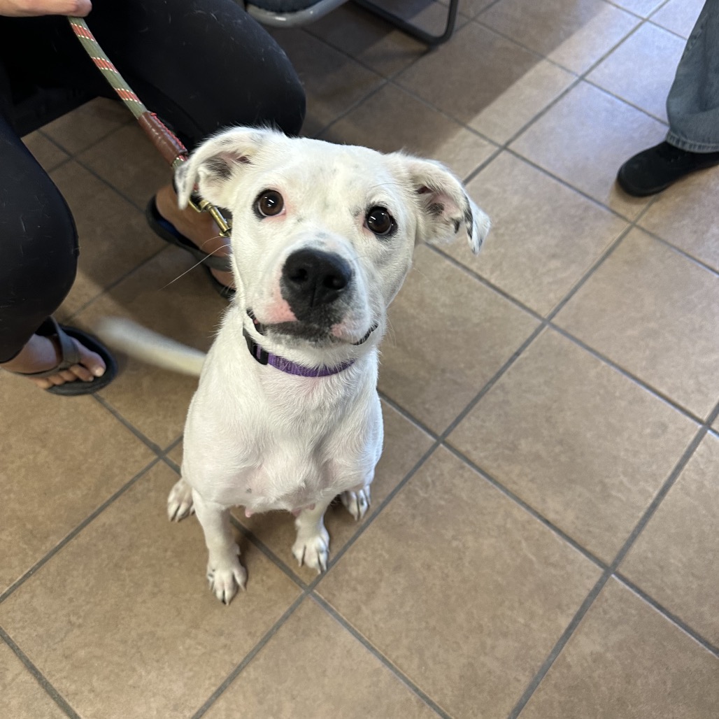 Crystal — thumbnail 4