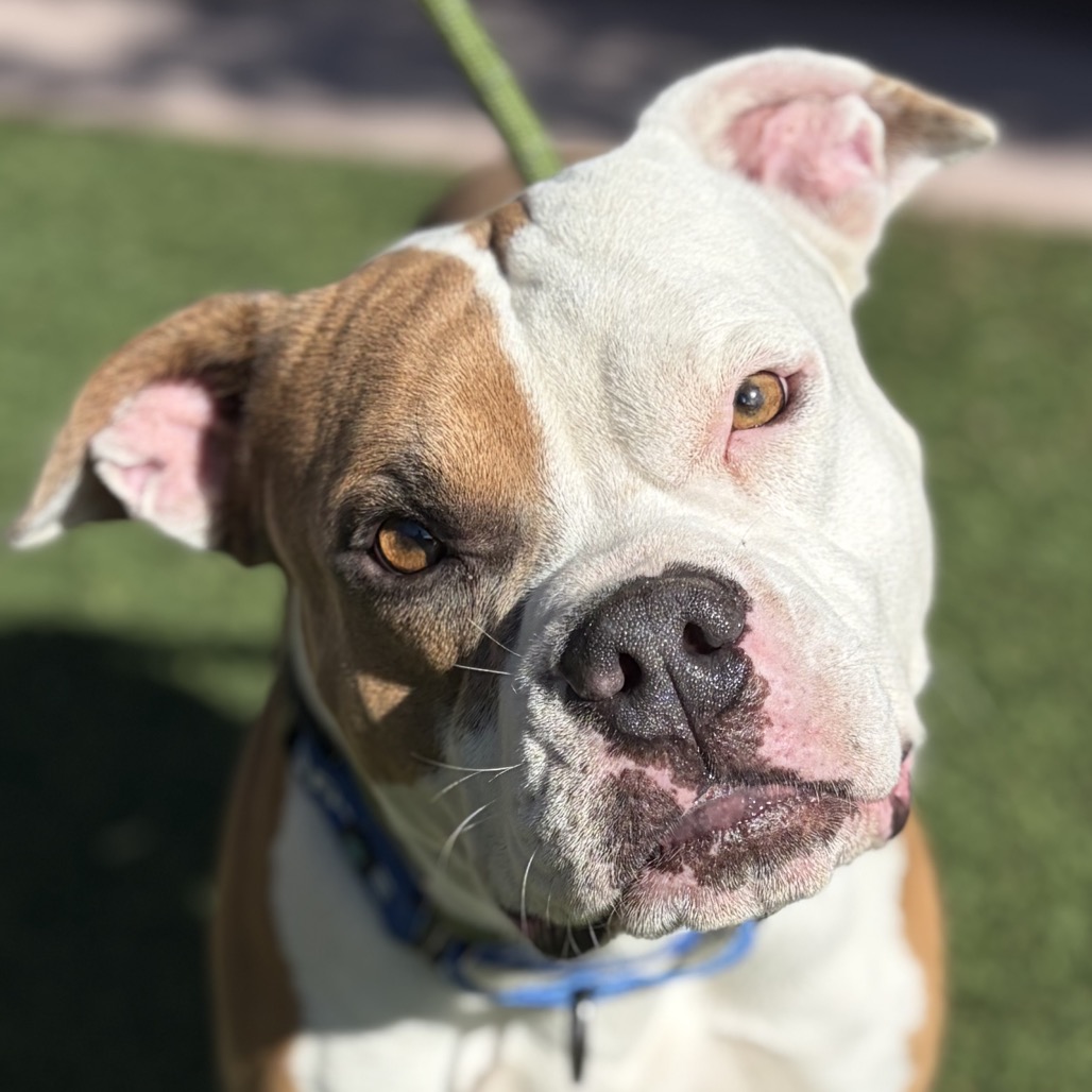 BAXTER - Boxer / Terrier, American Pit Bull available for adoption