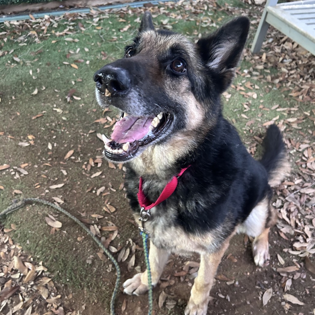 Tomato Soup — thumbnail 4