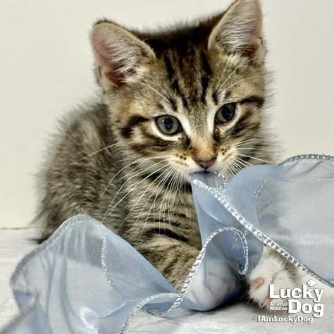 CHRISTOPHER ROBIN - Domestic Shorthair available for adoption