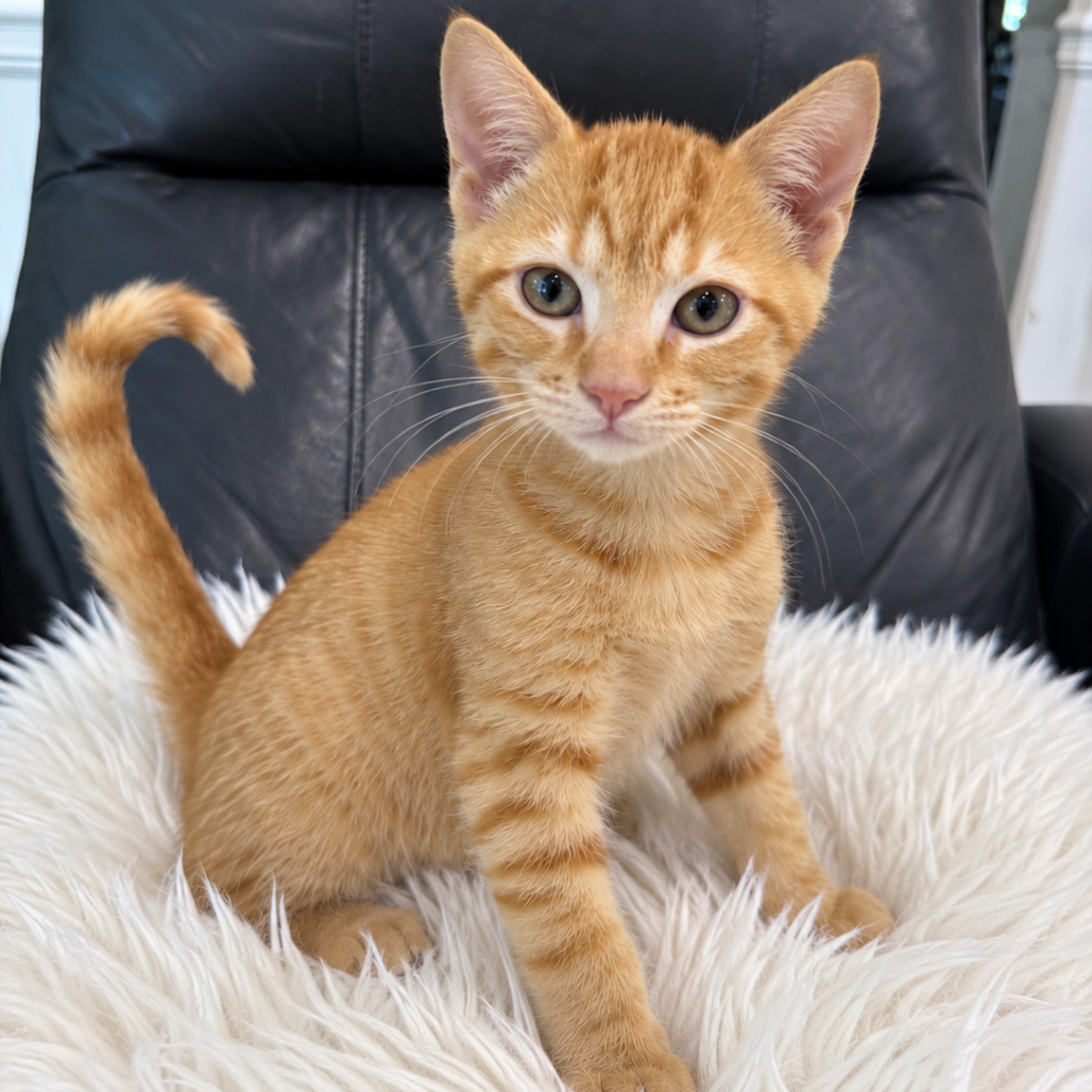 REX BONDED WITH DILO - Domestic Shorthair available for adoption