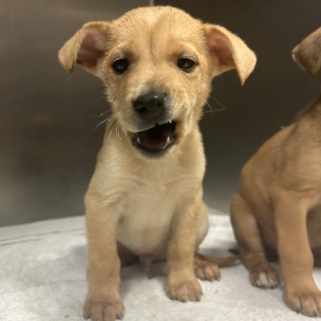 Butter BTS Remix — thumbnail 4