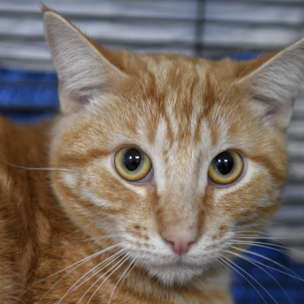 Brennan - Domestic Shorthair