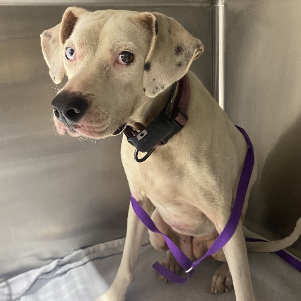 BEBE - Catahoula Leopard Dog / Mix available for adoption