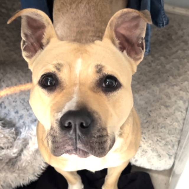 Olive — thumbnail 4