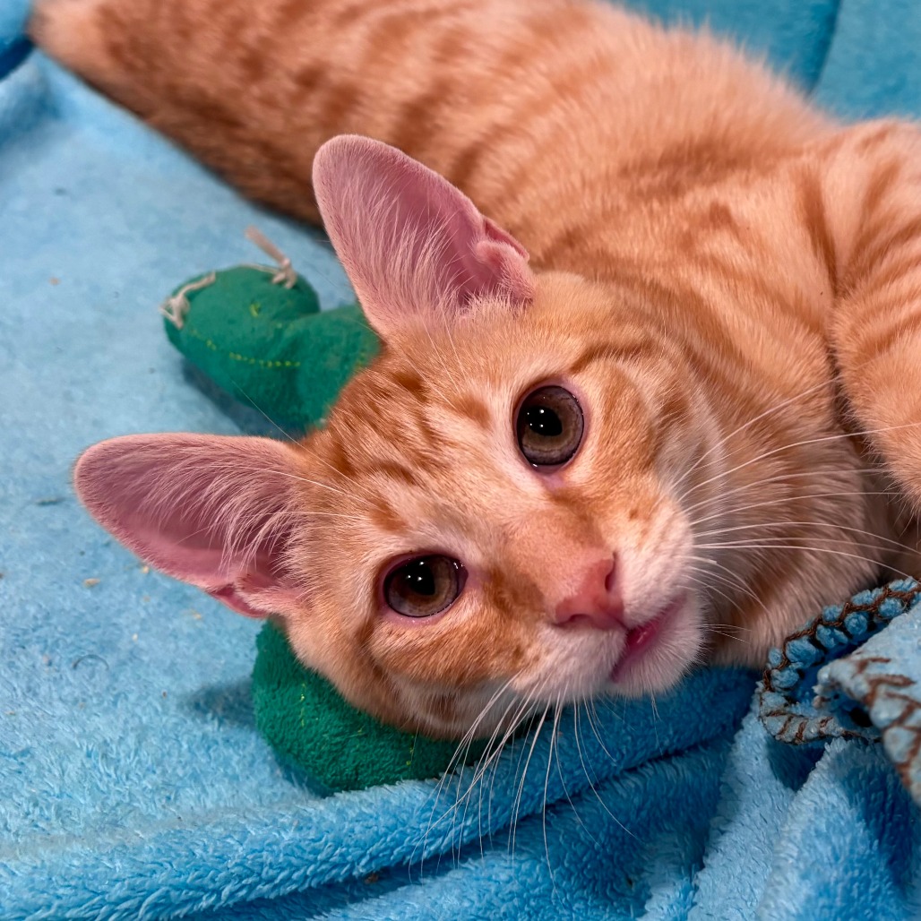 Mr. Fuzz & Remy *Bonded Pair*, photo 6
