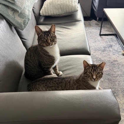 Camouflage--In Foster
