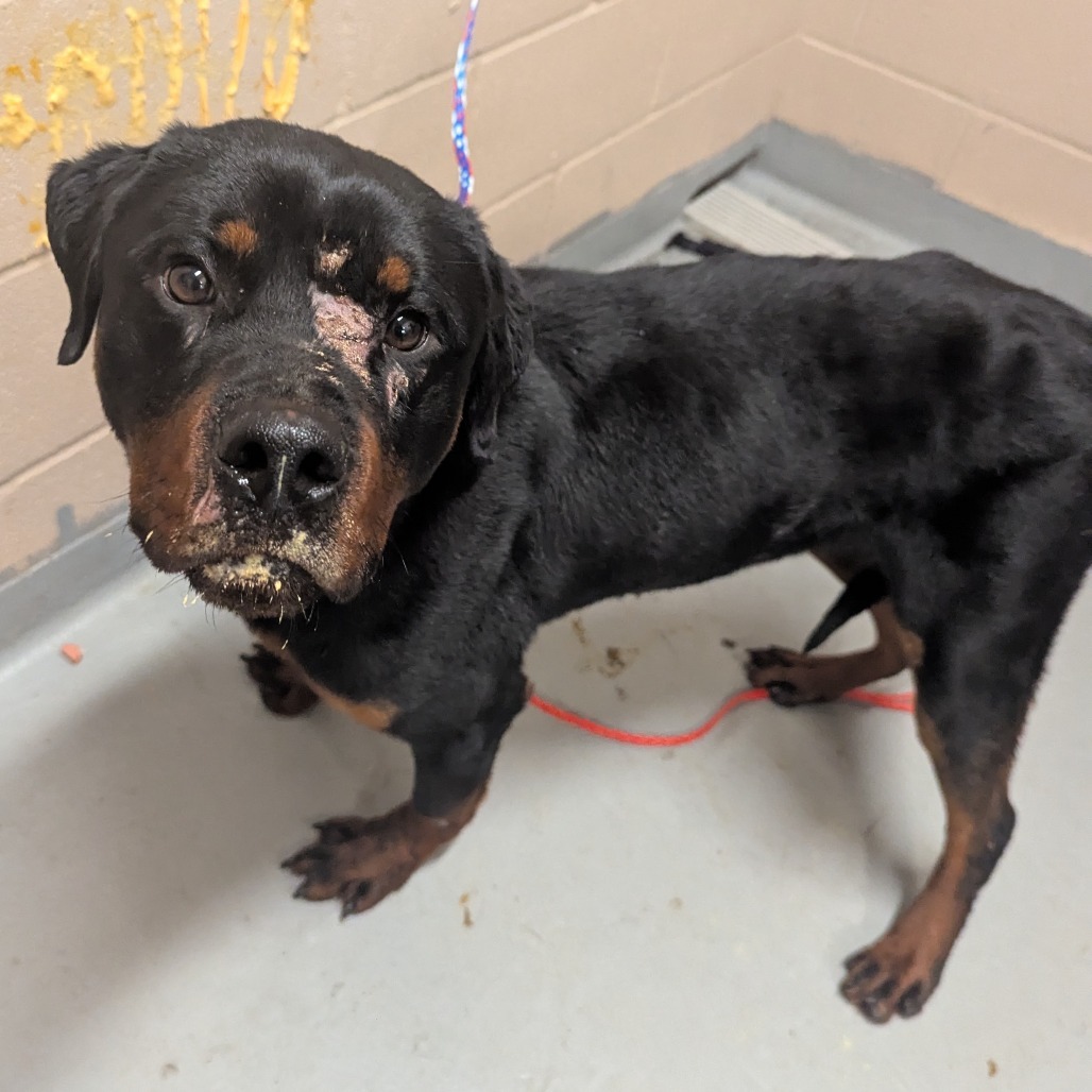 Rottweiler