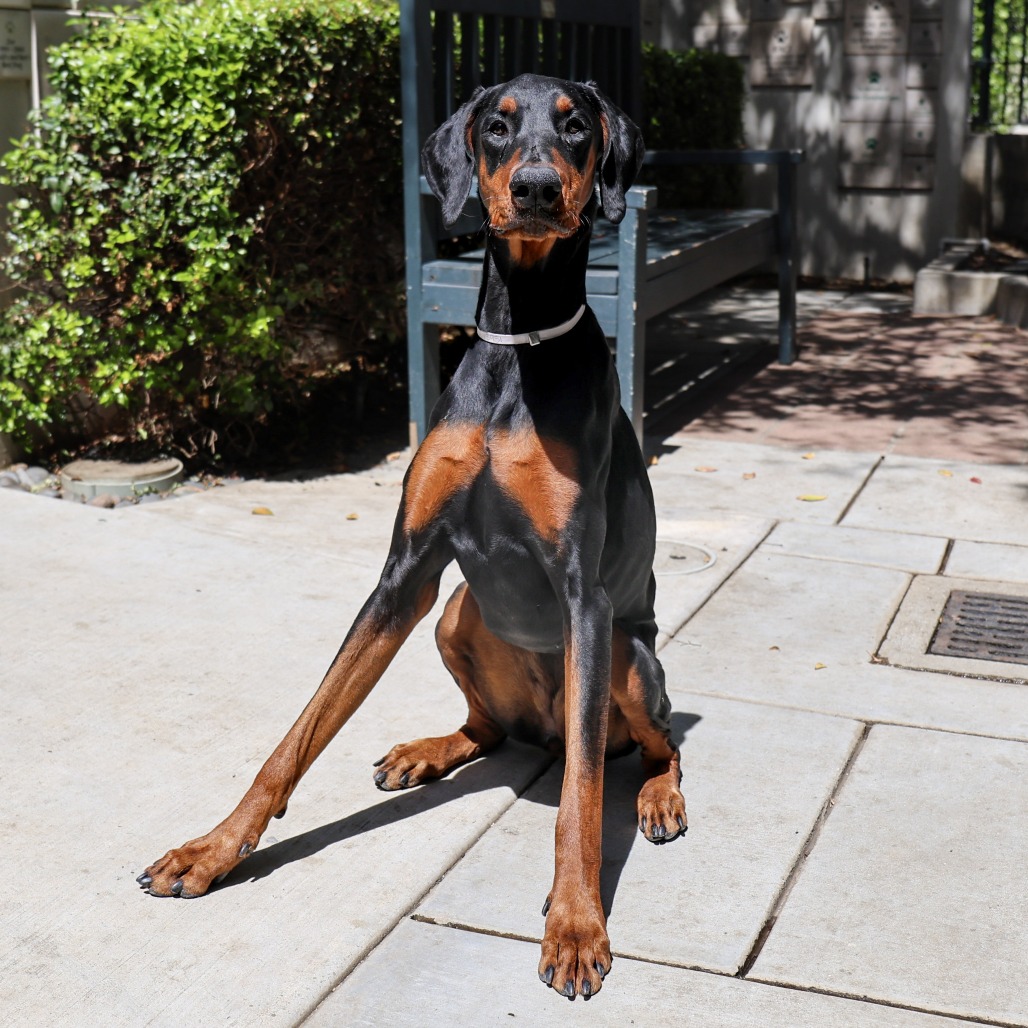 Doberman Pinscher