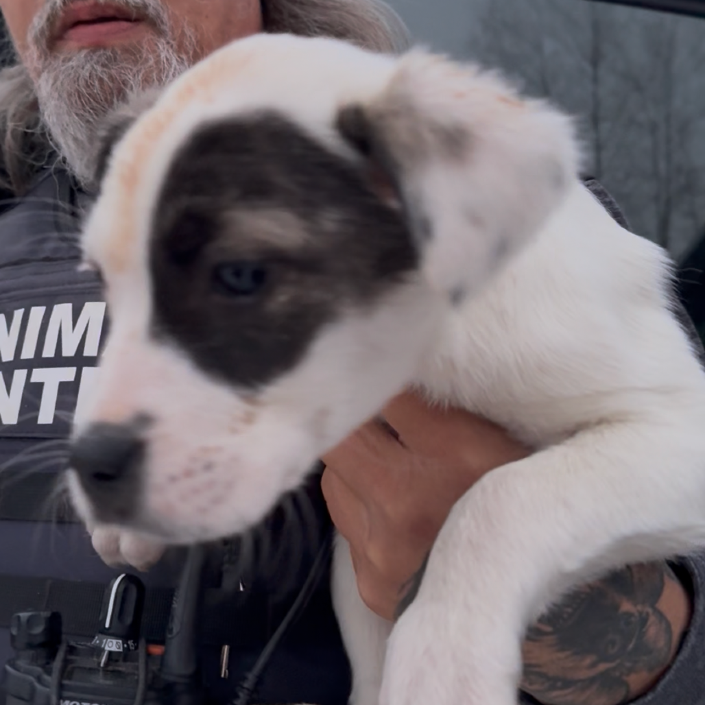 Waldorf — thumbnail 3