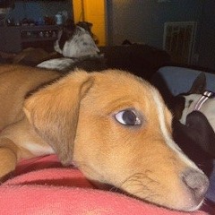 Willie, photo 7