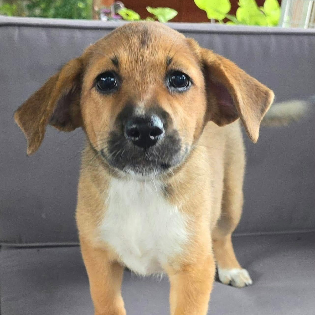 FOSTER NEEDED - O Puppy 1