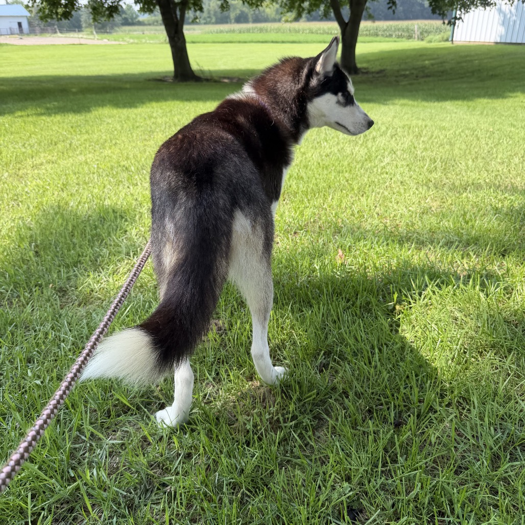 Roxy, photo 7