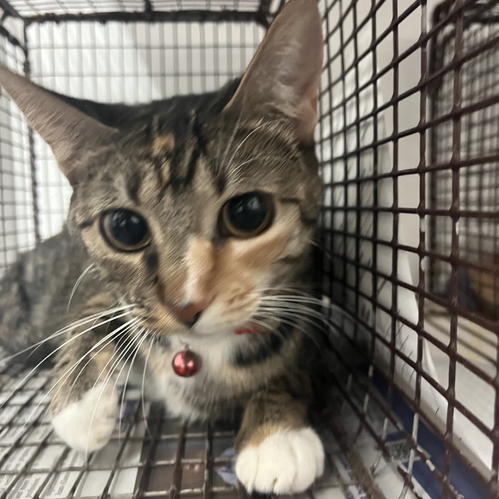 BROOKE - Domestic Shorthair available for adoption