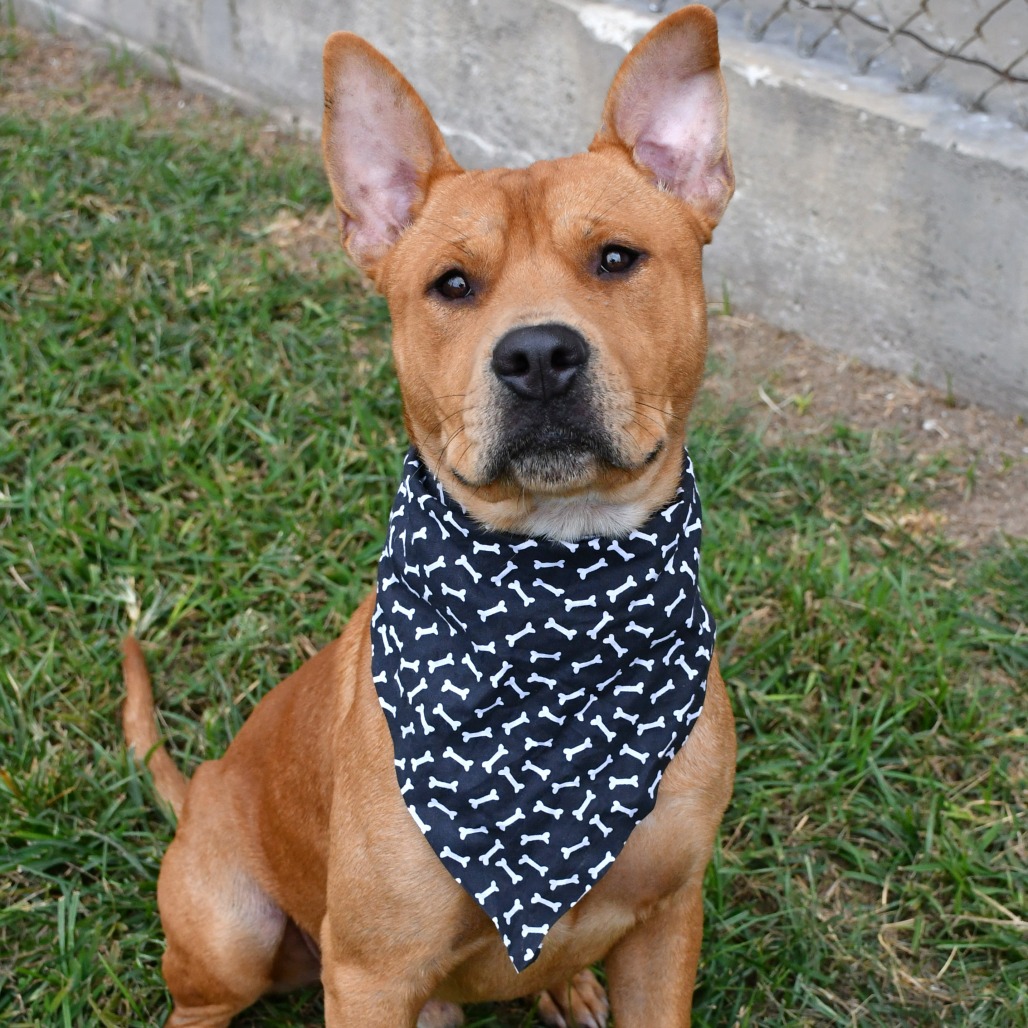 MERRICK - Terrier / Pit Bull available for adoption