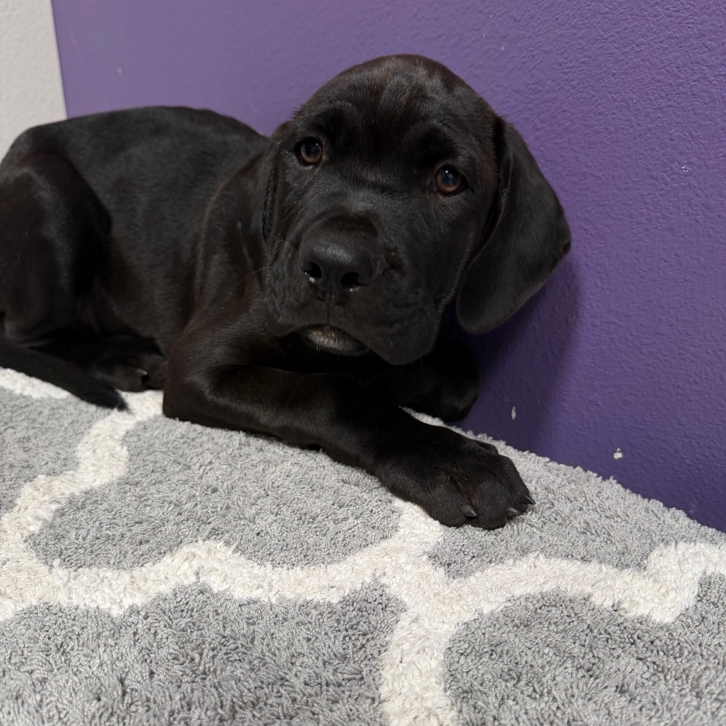 Butkus