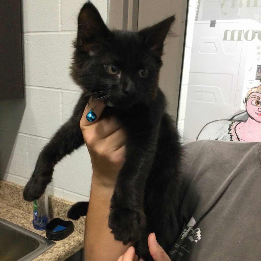 BATMAN (BLUE) - Domestic Shorthair available for adoption