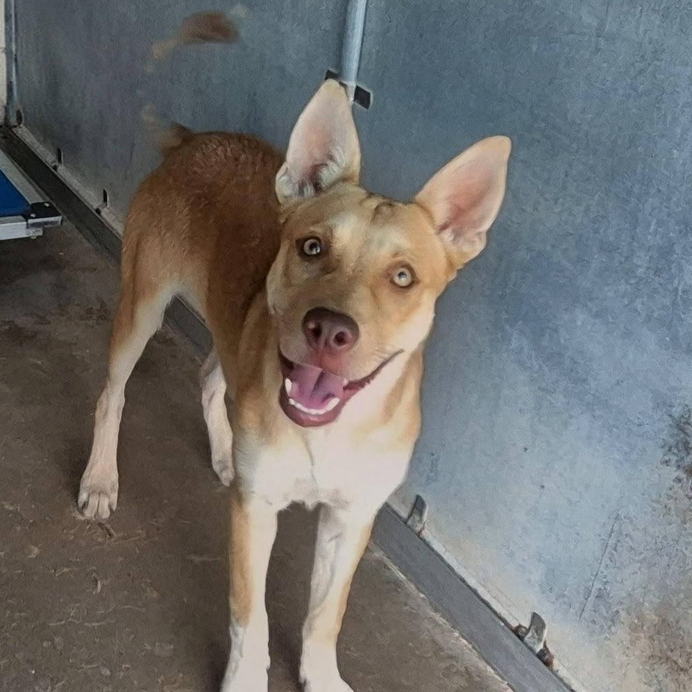 Bindi, available for adoption at PVAS
