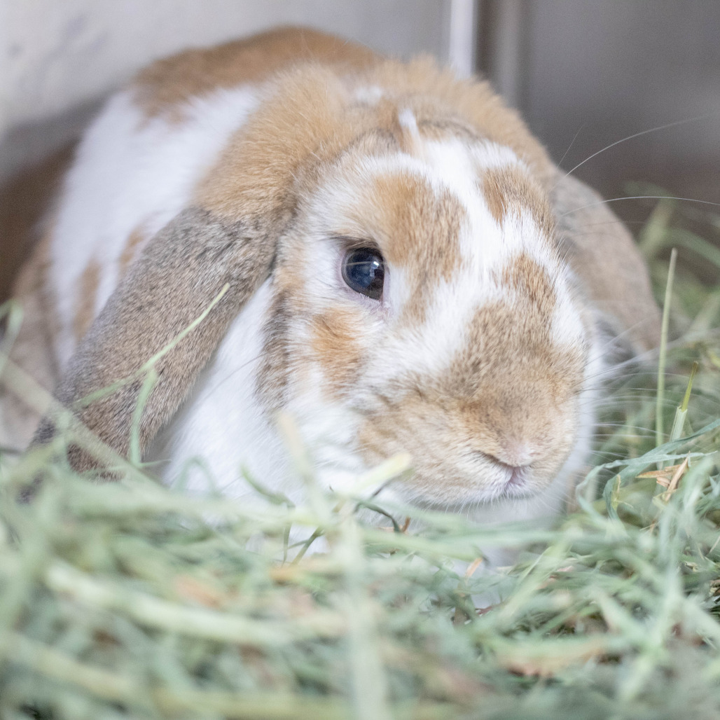 Thumper, photo 8