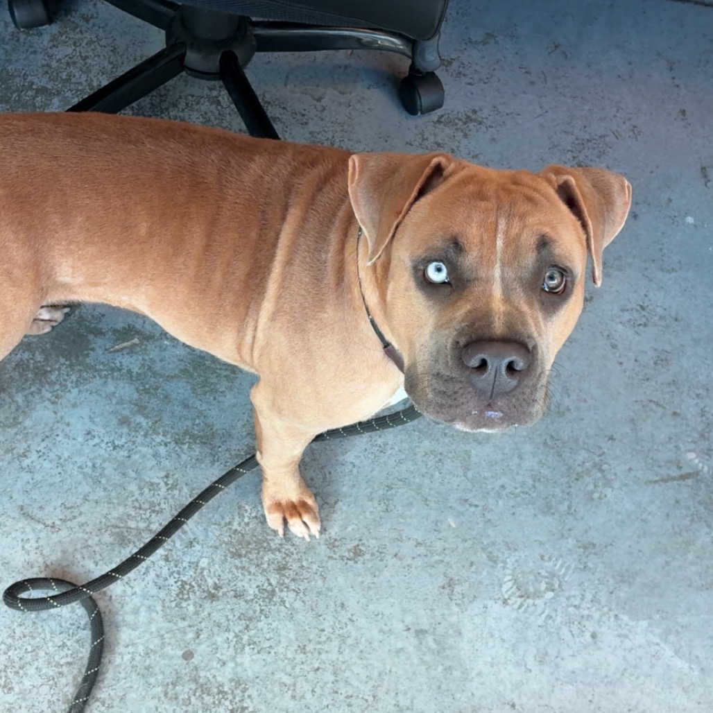 Remi, photo 8