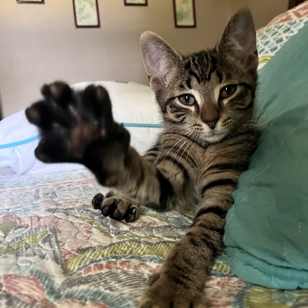 Peter, an adoptable cat