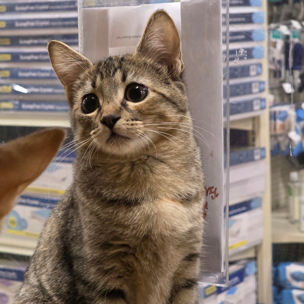 ABBY, photo 16