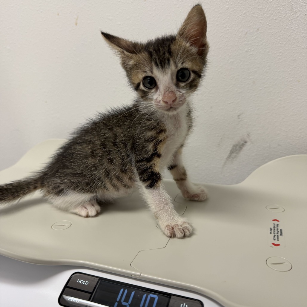 TRU - Domestic Shorthair available for adoption
