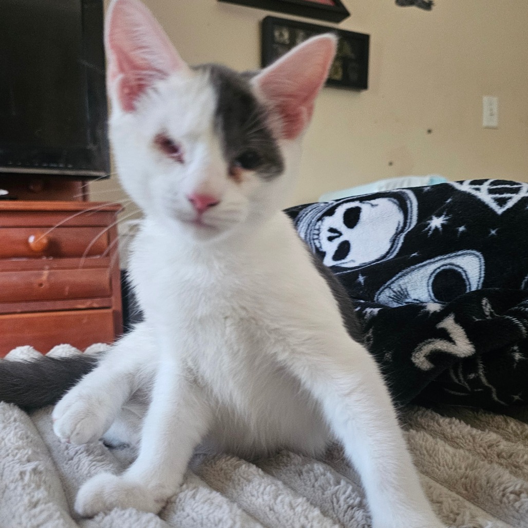 Zuko, an adoptable cat