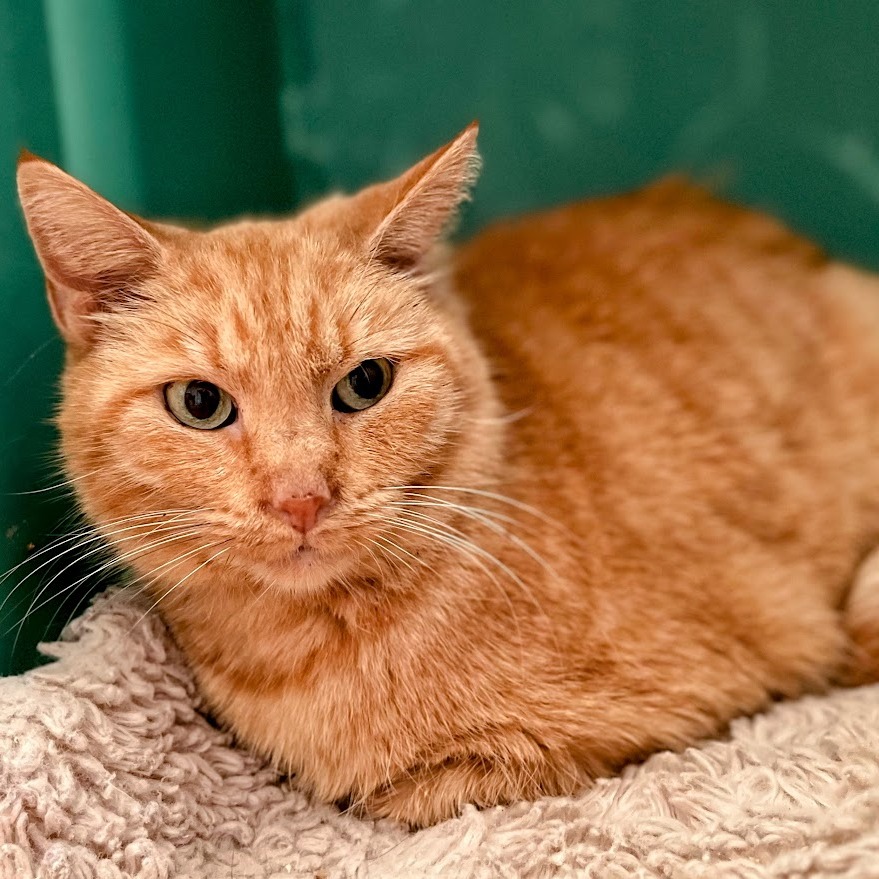 Cluster Pine — thumbnail 5