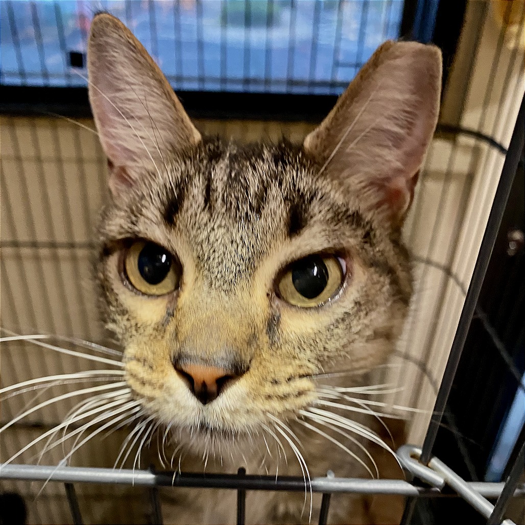 ANNIE - Domestic Shorthair available for adoption