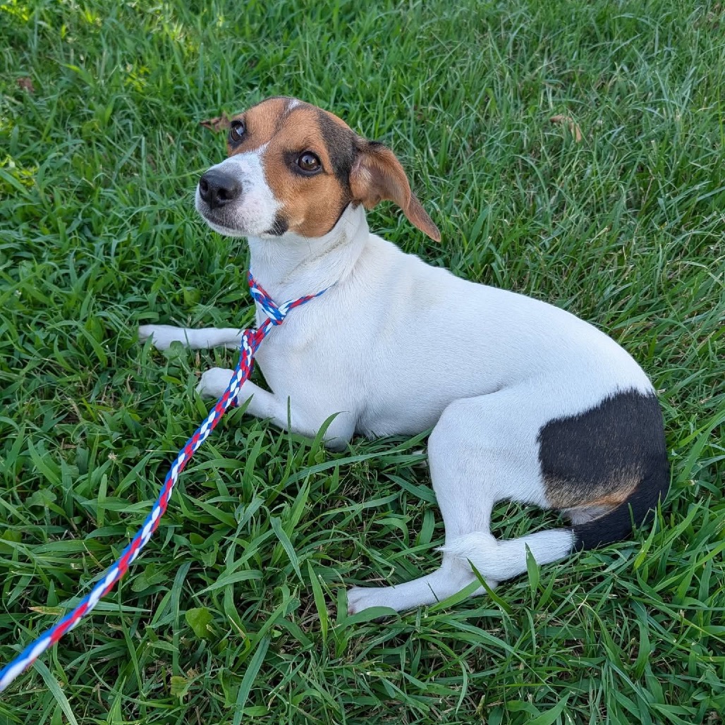 Hazel
