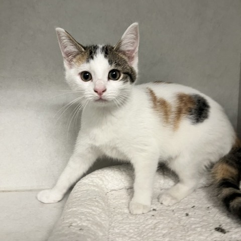 POM POM - Domestic Shorthair available for adoption