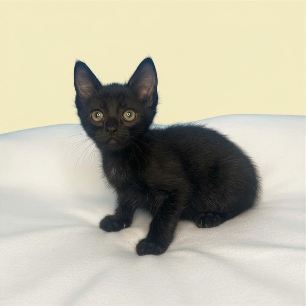 SABER - Domestic Shorthair available for adoption